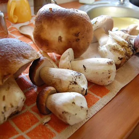 Przystanek Czapla